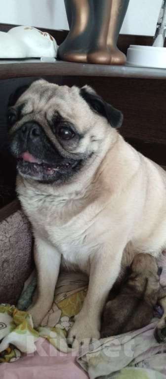 Собаки в Тосно: Щенки мопса Мальчик, 25 000 руб. - фото 2