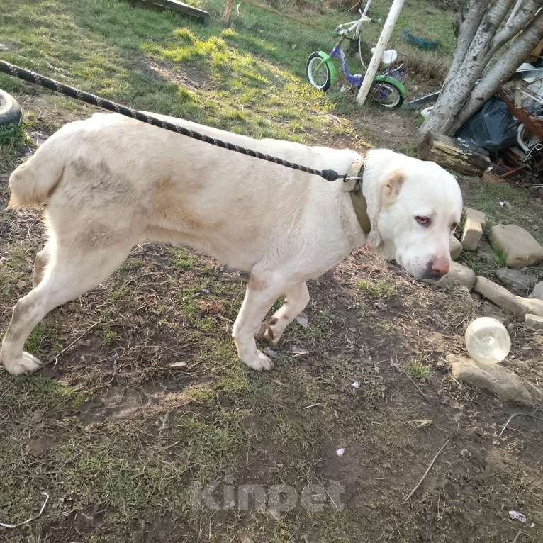 Собаки в других городах Краснодарского края: Алабай Девочка, 5 000 руб. - фото 1