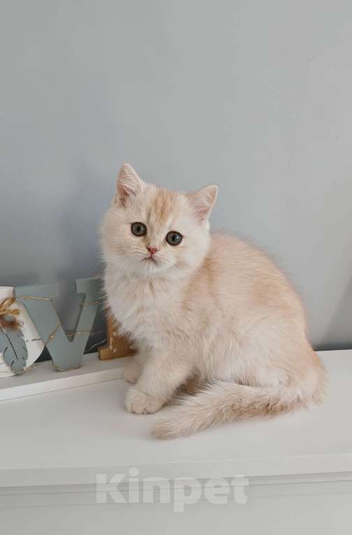 Кошки в Москве: Породистый шотландский котенок Мальчик, 70 000 руб. - фото 2