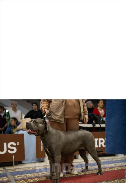 Собаки в Белом Калитве: Щенки Кане-корсо Мальчик, 50 000 руб. - фото 7