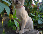 Кошки в Москве: Бурманский котенок Мальчик, 50 000 руб. - фото 5