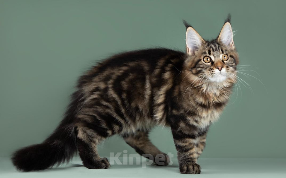 Кошки в Видном: Она тигровая, куняша клёвая! Девочка, 50 000 руб. - фото 8