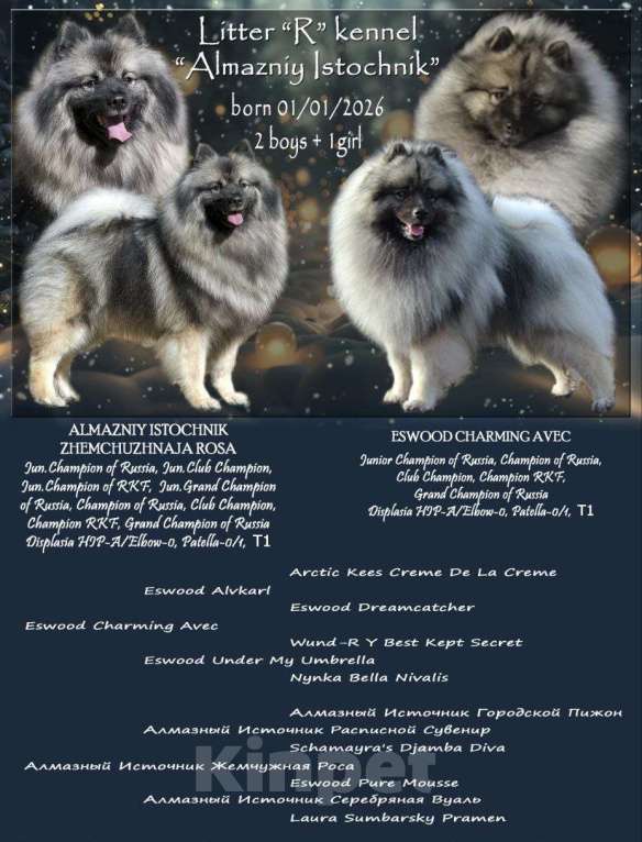 Собаки в Перми: Щенок Вольфшпиц Мальчик, 85 000 руб. - фото 1