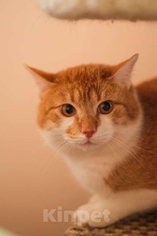 Кошки в Санкт-Петербурге: Котик Рыжик из приюта в добрые руки Мальчик, Бесплатно - фото 9