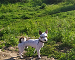 Собаки в Барнауле: Вязка Джек Рассел( Парсон, Бесплатно - фото 4
