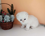 Кошки в Ливны: Золотой коллорный с синими глазками, 17 000 руб. - фото 3