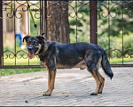 Собаки в Москве: Джек - чудо пес в добрые руки Мальчик, 50 руб. - фото 5