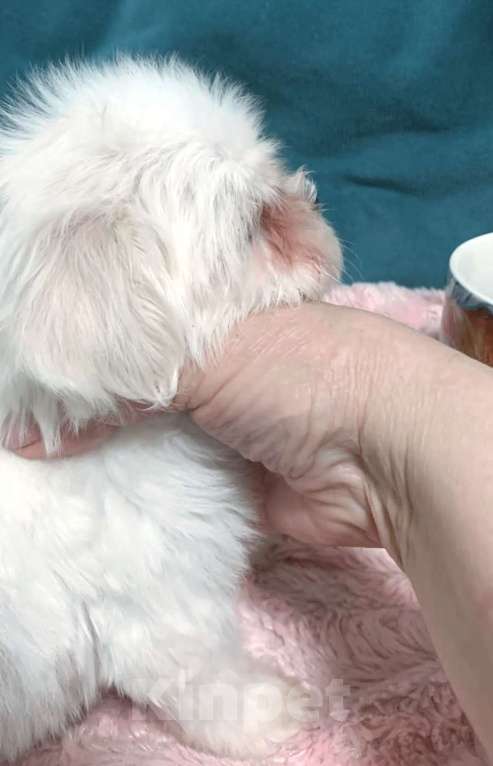 Собаки в Москве: Щенки мальтезе Мальчик, 45 000 руб. - фото 5