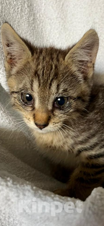 Кошки в Сочи: Котенок в добрые руки Мальчик, Бесплатно - фото 5