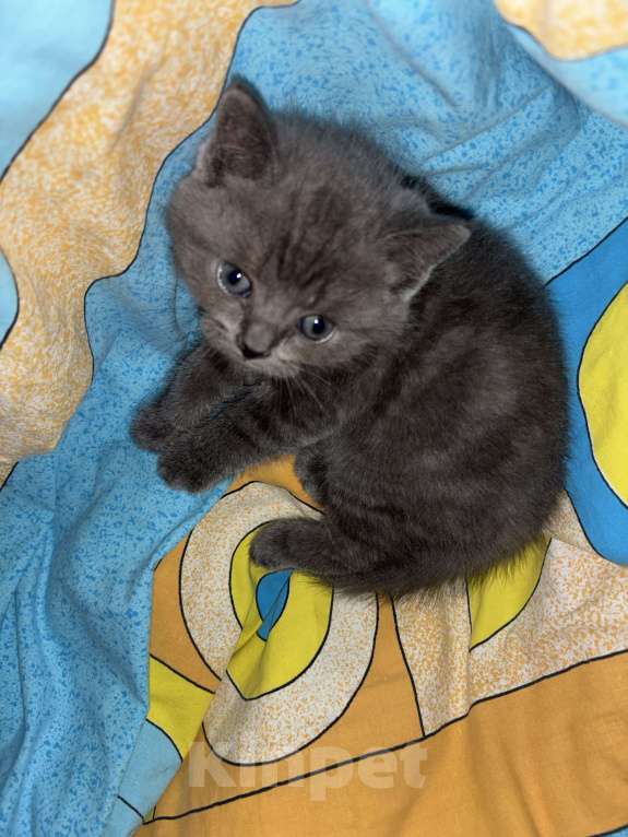 Кошки в Казани: Шотландский котенок (скоттиш-страйт) мальчик, окрас дымчатый мрамор. Мальчик, 10 000 руб. - фото 5