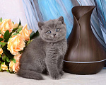 Кошки в Мурином: Британский котик голубого окраса Мальчик, 30 000 руб. - фото 4