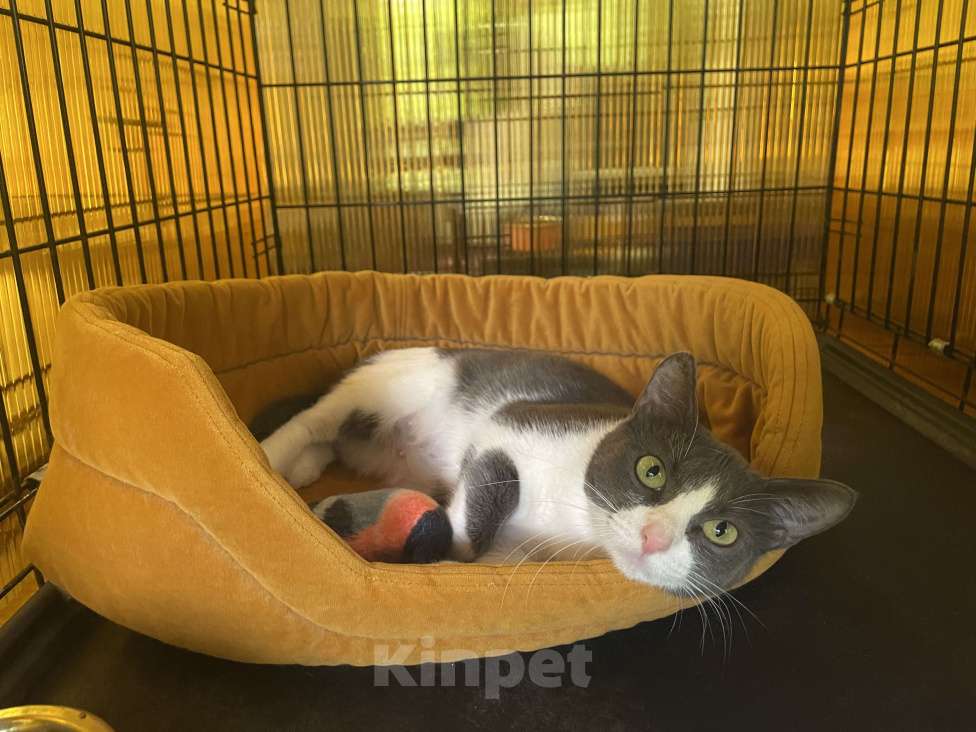 Кошки в Москве: Кошечка Эстель в добрые руки Девочка, Бесплатно - фото 4