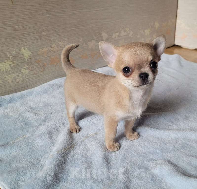 Собаки в Москве: Голубо-палевый Чихуахуа мальчик Мальчик, Бесплатно - фото 2