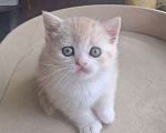 Кошки в Ярославле: Шотландский короткошерстный мальчик Мальчик, 25 000 руб. - фото 10