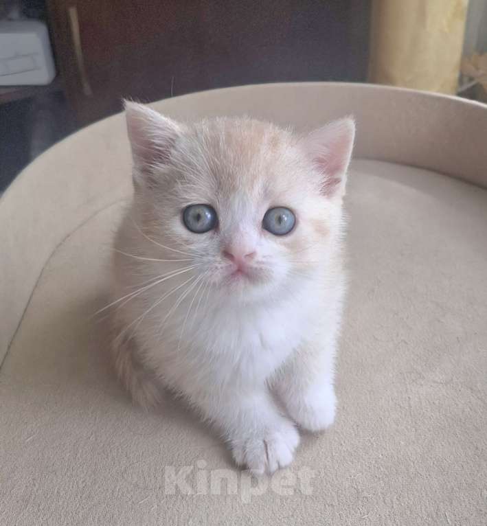 Кошки в Ярославле: Шотландский короткошерстный мальчик Мальчик, 25 000 руб. - фото 10