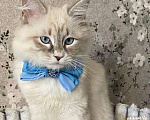 Кошки в Санкт-Петербурге: Невский маскарадный котенок Мальчик, 45 000 руб. - фото 4