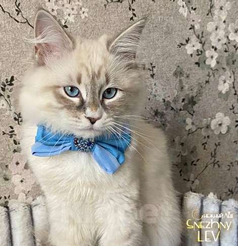 Кошки в Санкт-Петербурге: Невский маскарадный котенок Мальчик, 45 000 руб. - фото 4