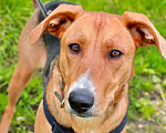 Собаки в других городах Московской области: Лика. Похожа на русскую гончую. В добрые руки Девочка, Бесплатно - фото 1