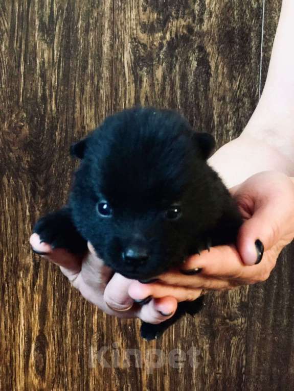 Собаки в Зеленоградске: Шипперке щеночки от привозного американца Мальчик, 65 000 руб. - фото 5