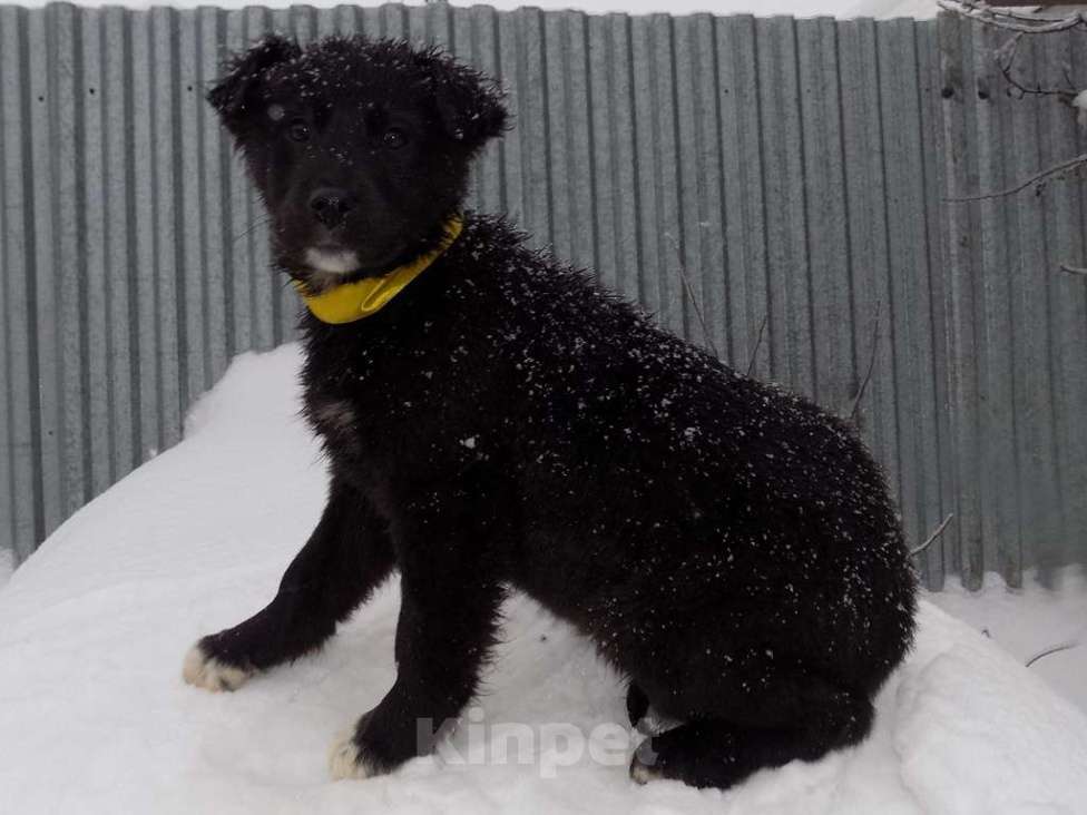 Собаки в Москве: Щенки лабрадор-ретривер, девочки mix Девочка, 15 000 руб. - фото 5