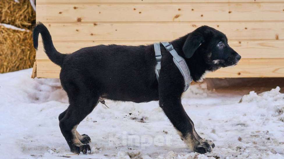 Собаки в Москве: щенок Веня в добрые руки Мальчик, Бесплатно - фото 5
