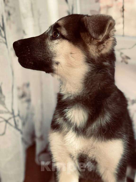 Собаки в Иркутске: Малышка в добрые руки Девочка, Бесплатно - фото 4