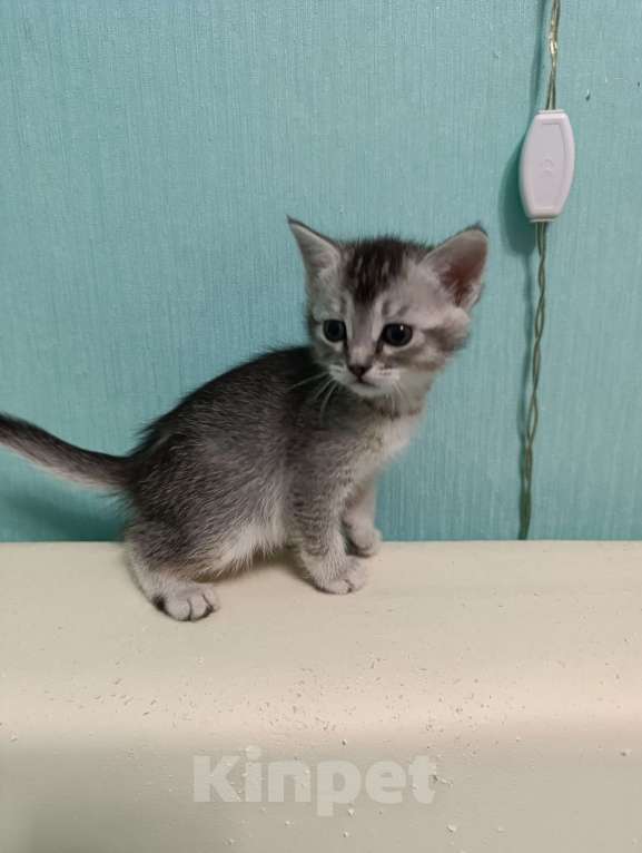 Кошки в Москве: Продаются котятки Девочка, Бесплатно - фото 3