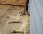 Кошки в Москве: Котенок Сола ищет дом Девочка, Бесплатно - фото 10