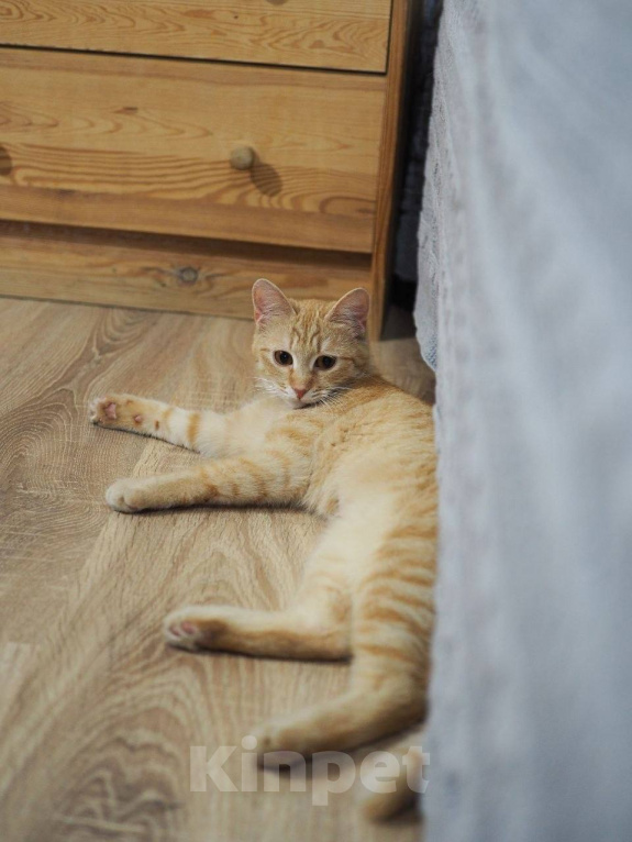 Кошки в Москве: Котенок Сола ищет дом Девочка, Бесплатно - фото 10