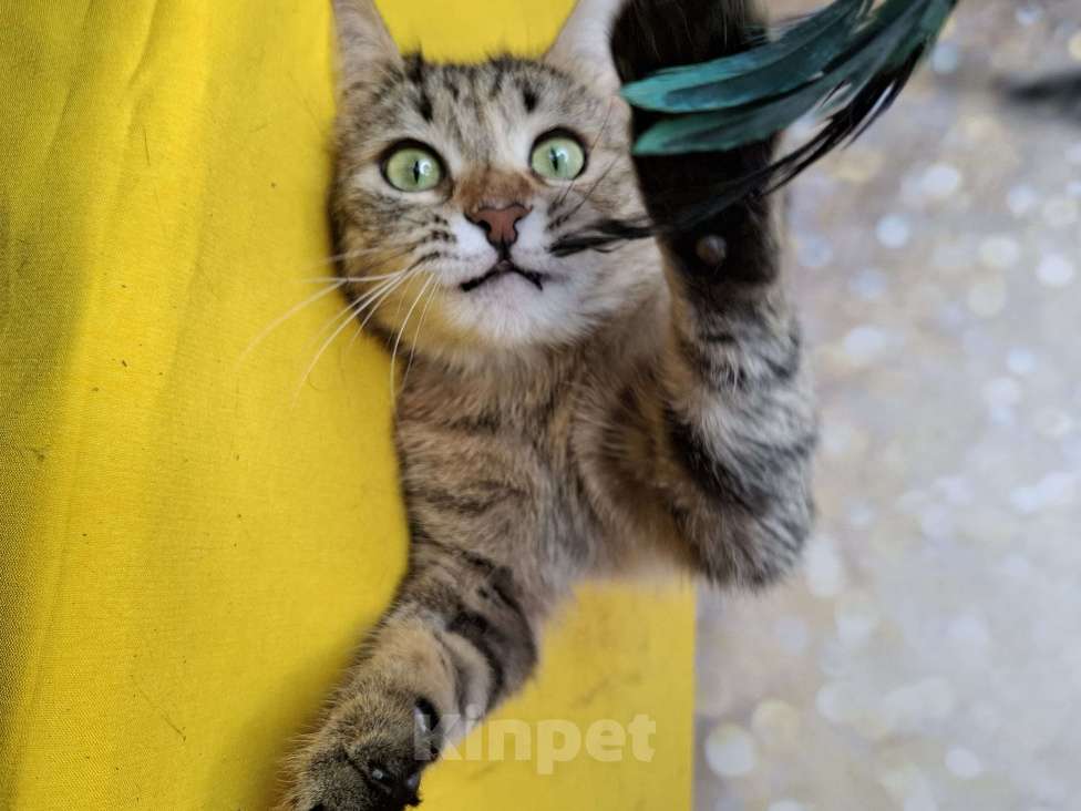 Кошки в Москве: Кошка в добрые руки Девочка, Бесплатно - фото 4