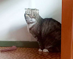 Кошки в Новосибирске: Умный кот скучает по хозяину Мальчик, Бесплатно - фото 3