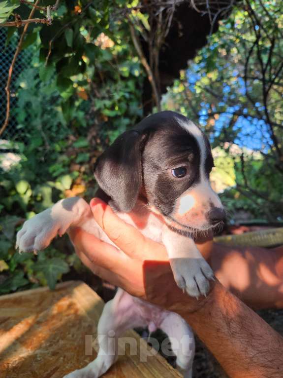 Собаки в Севастополе: Щенок поинтера Девочка, Бесплатно - фото 2