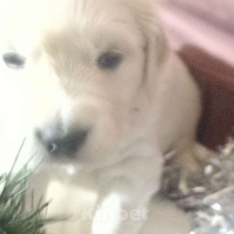 Собаки в Екатеринбурге: Щенок золотистого ретривера Мальчик, Бесплатно - фото 2