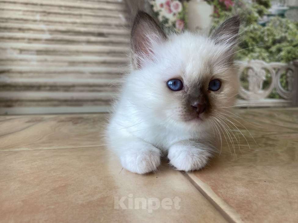 Кошки в Москве: Котенок Парамон МАРИТАНА КЭТ Мальчик, Бесплатно - фото 4