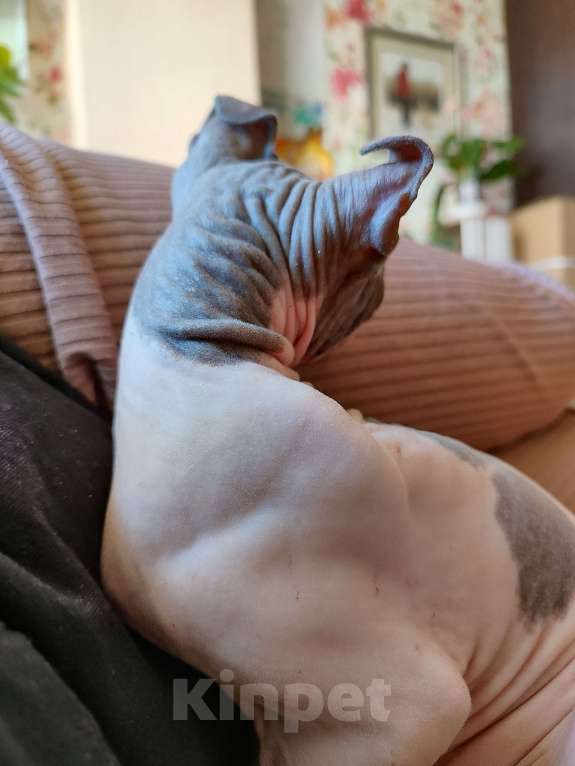 Кошки в других городах Краснодарского края: Канадский сфинкс, эльф. Самая прилипучая- обнимучая девочка. Девочка, 35 000 руб. - фото 5