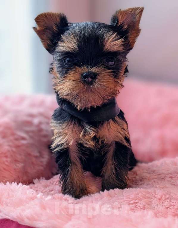 Собаки в Йошкаре-Оле: Миниатюрная красотка Девочка, Бесплатно - фото 1