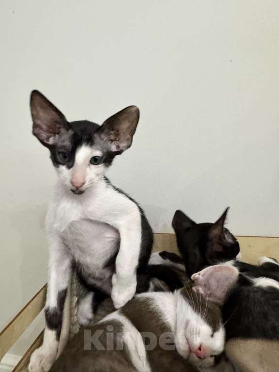 Кошки в Волгограде: Орики готовы к переезду Мальчик, Бесплатно - фото 1