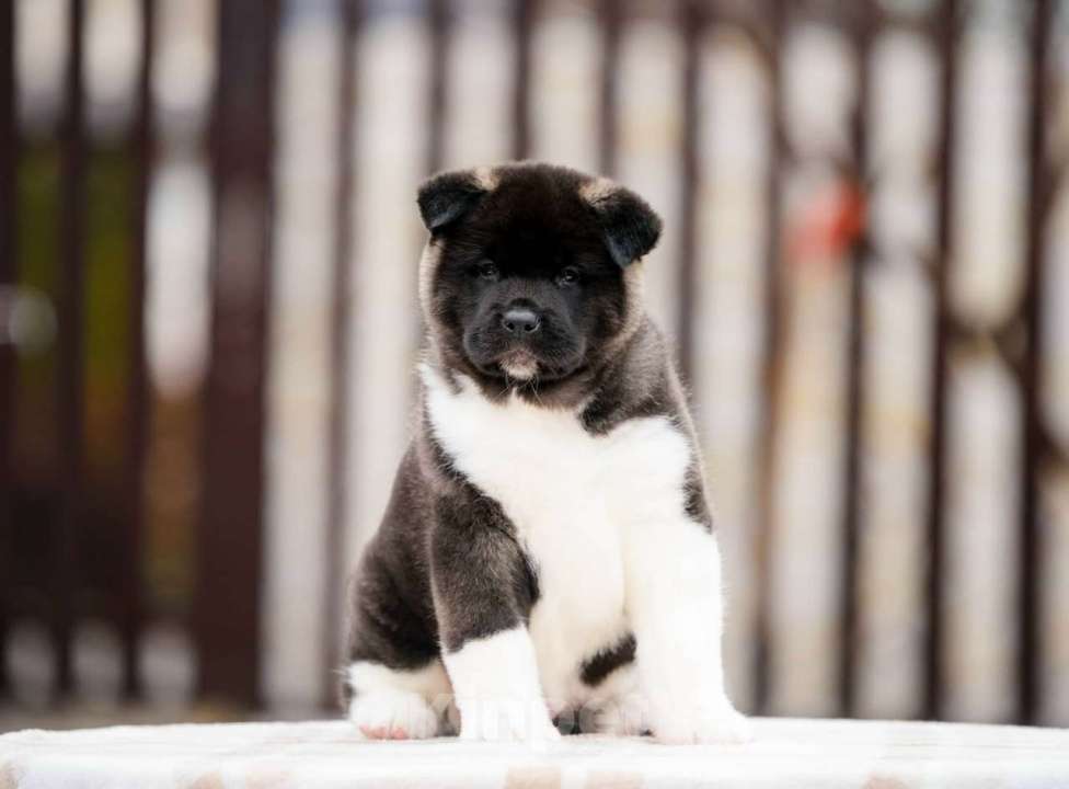 Собаки в Старом Осколе: АМЕРИКАНСКАЯ АКИТА Девочка, 50 000 руб. - фото 1