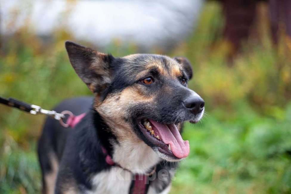 Собаки в Москве: Сью Девочка, Бесплатно - фото 4