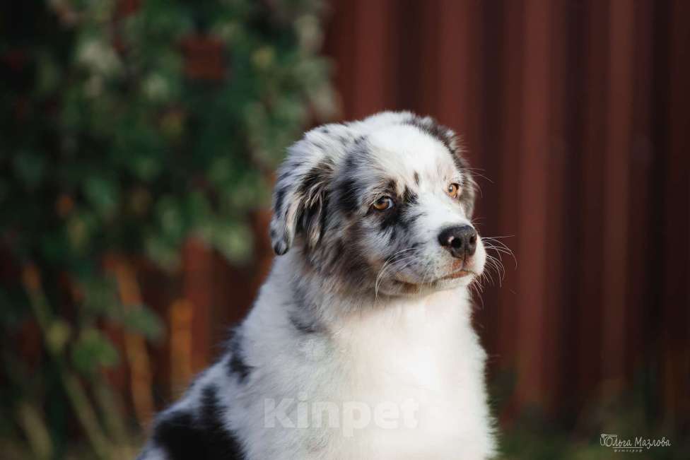Собаки в Саратове: Австралийская овчарка  Мальчик, 50 000 руб. - фото 1