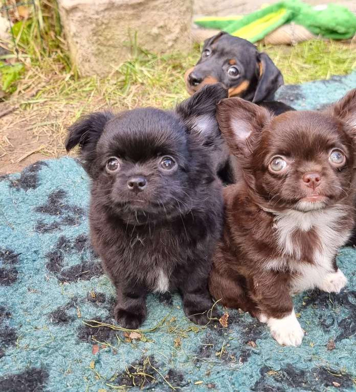 Собаки в Наро-Фоминске: Щенок чихуахуа шоко девочка Девочка, 30 000 руб. - фото 3