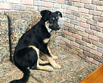 Собаки в Бронницах: Девочка 3 месяца Девочка, 1 руб. - фото 2
