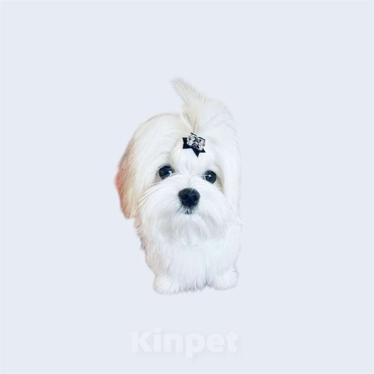 Собаки в Екатеринбурге: Мальтийская болонка — отличный выбор для дома. Девочка, Бесплатно - фото 2