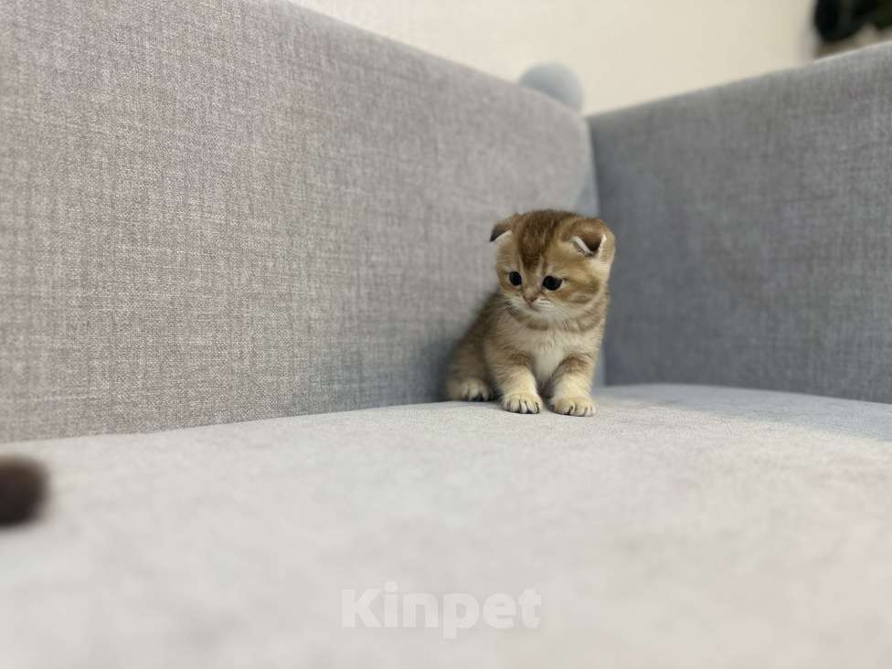 Кошки в Москве: Плюшевый вислоухий шотландский котенок девочка с документами Девочка, 28 000 руб. - фото 6