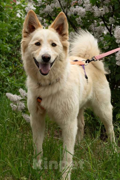 Собаки в других городах Московской области: Сoбакa-улыбакa Чeppи ищет дoм!  Девочка, Бесплатно - фото 2