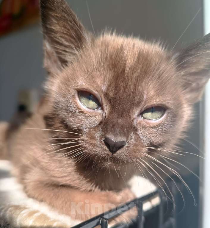 Кошки в Ростове-на-Дону: Котята европейской Бурмы  Девочка, 70 000 руб. - фото 3