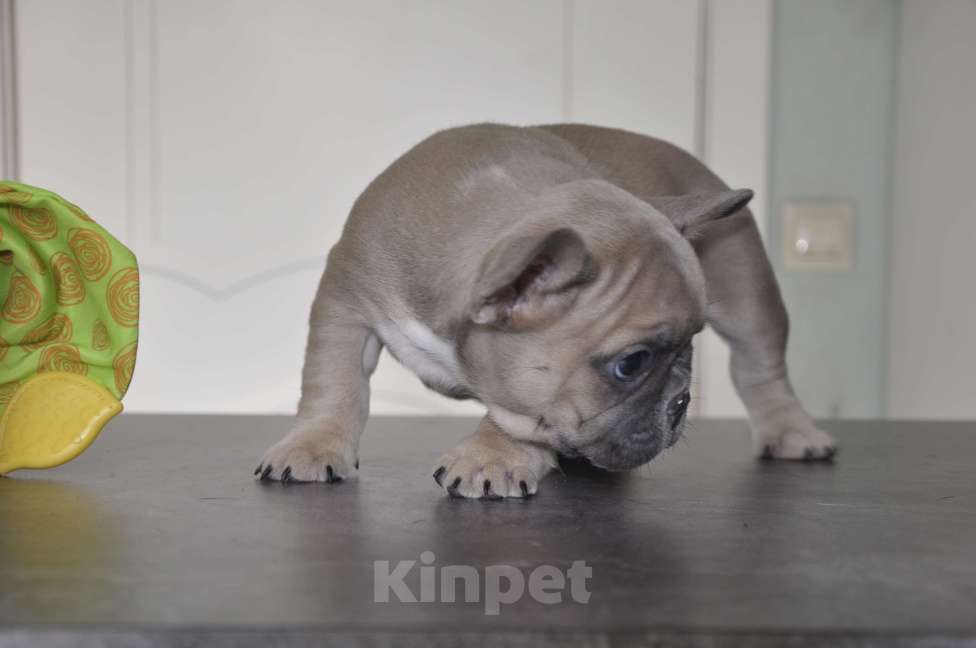 Собаки в Москве: Палевая девочка Девочка, 50 000 руб. - фото 4