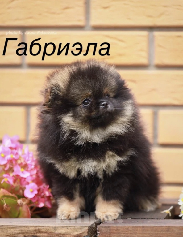 Собаки в Долгопрудном: Померанский шпиц Девочка, 140 000 руб. - фото 1