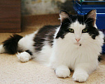 Кошки в Новоалтайске: Кошка Машенька, Бесплатно - фото 1