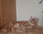 Кошки в Оленегорске: Мейн-кун котик, 15 000 руб. - фото 2